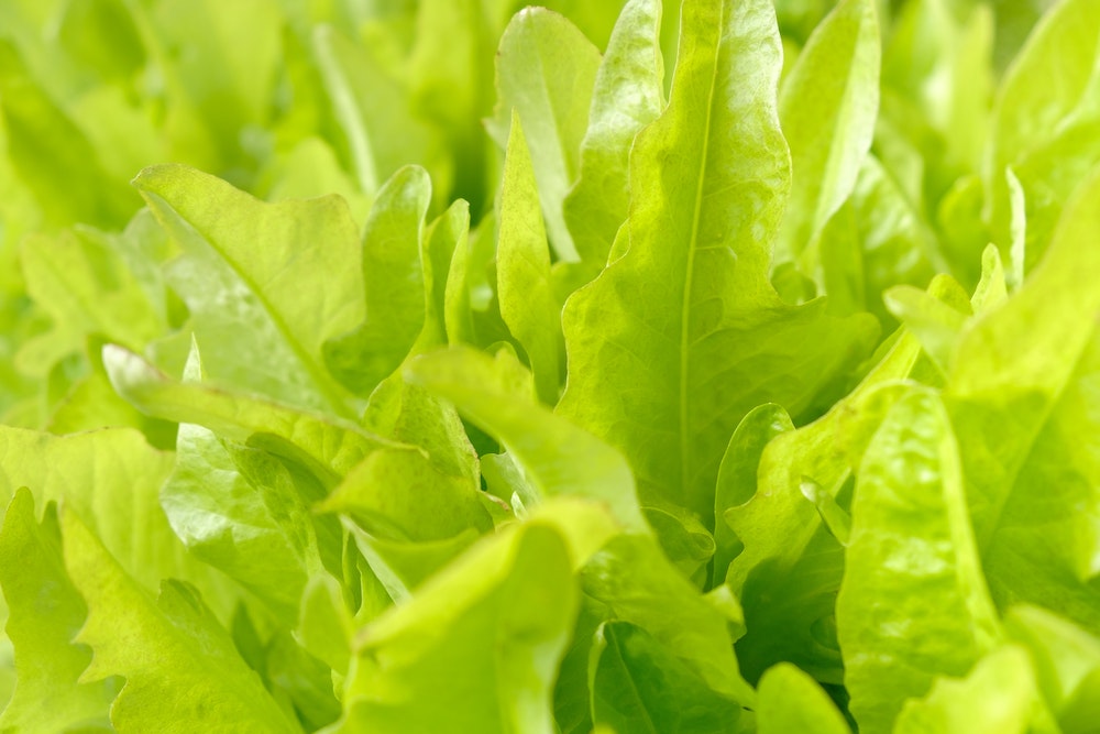 Les raisons pour lesquelles les consommateurs choisissent l'alimentation bio