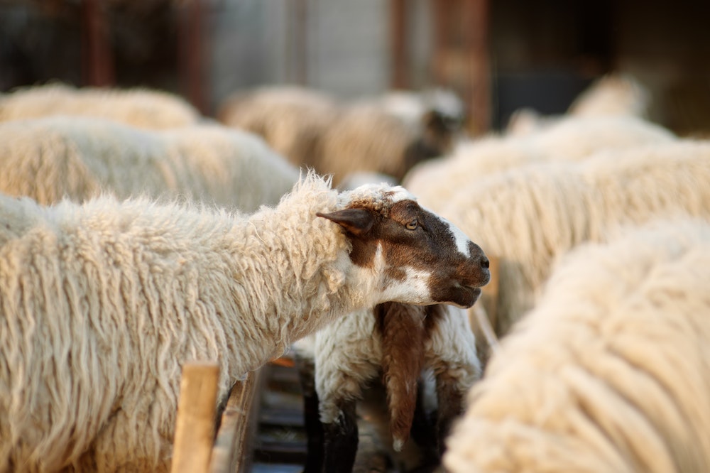 Comment la production bio peut contributer à la sécurité alimentaire mondiale