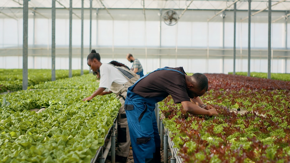 Les enjeux de la réglementation de l'alimentation bio