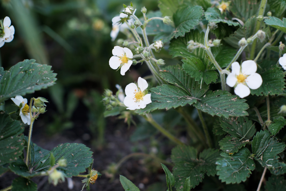 Jardinage bio : cultiver sa santé au naturel