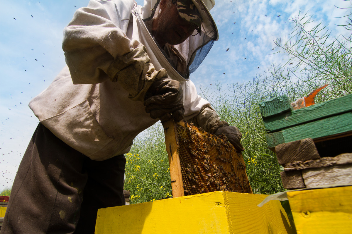 L'apiculture bio : un trésor pour la santé