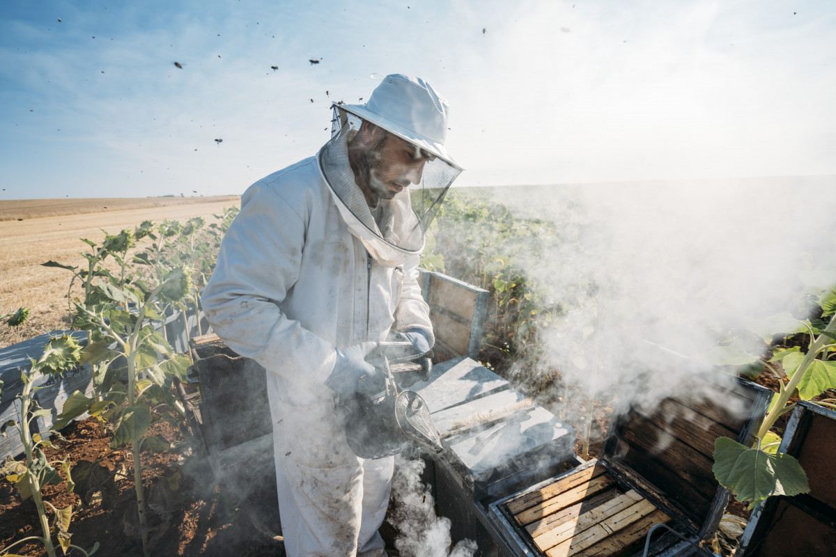 Miel de terroir : un trésor naturel aux innombrables vertus pour la santé