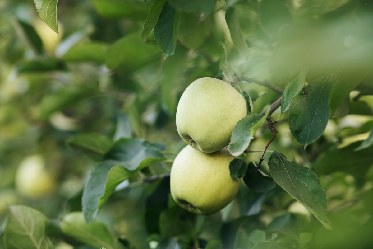 Agriculture bio et conservation du terroir : un mariage harmonieux pour un avenir durable