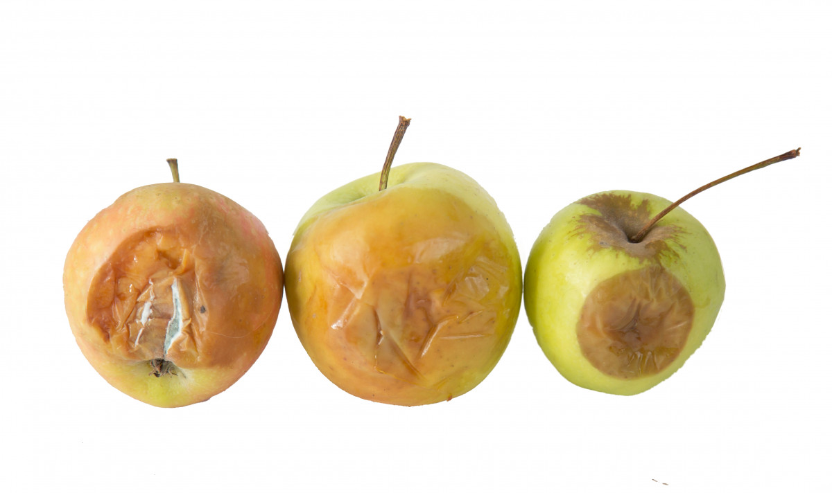 Les légumes oubliés du terroir : trésors de santé à redécouvrir