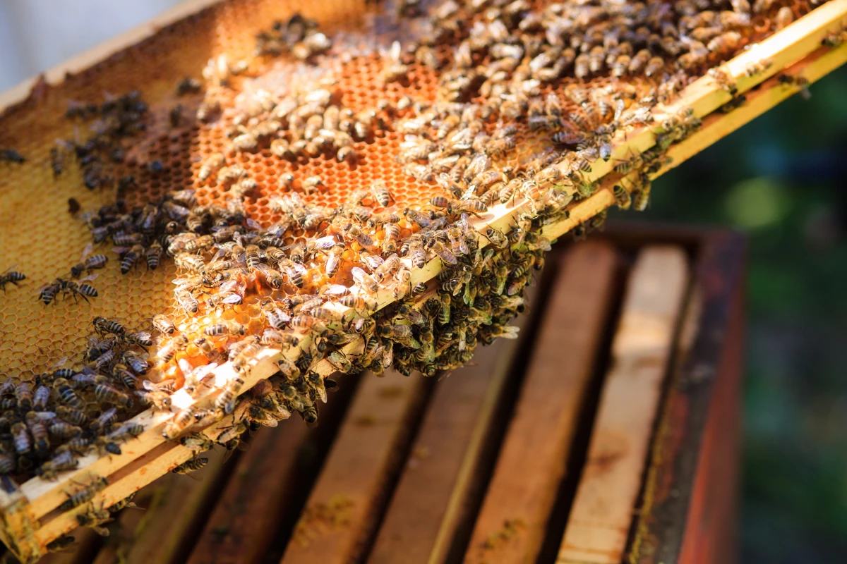 La santé des abeilles et la qualité des miels de terroir : un enjeu majeur pour notre environnement