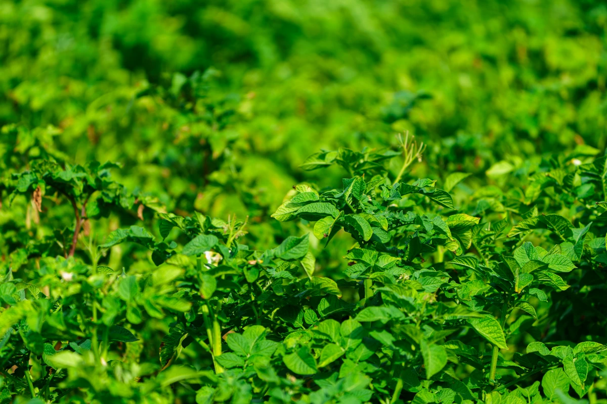 L'agriculture biologique : un allié précieux pour la santé des sols