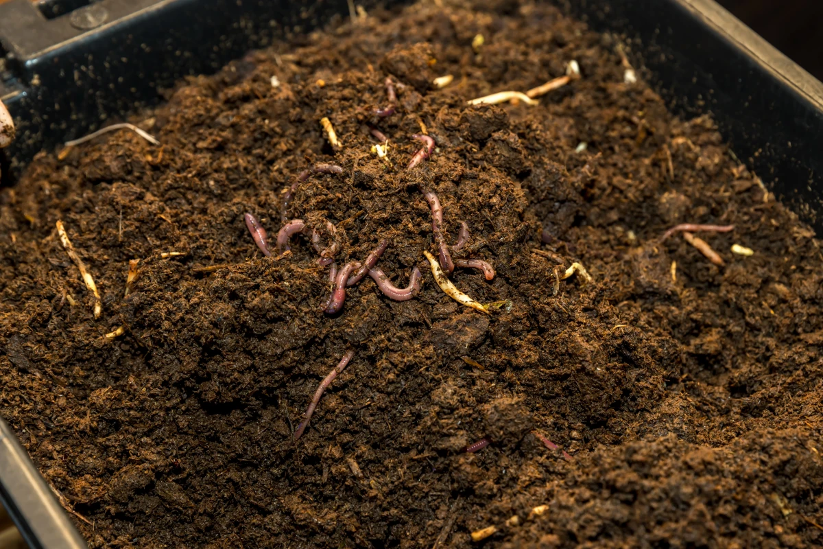 Le terroir et l'élevage bio : les secrets d'une viande de qualité supérieure