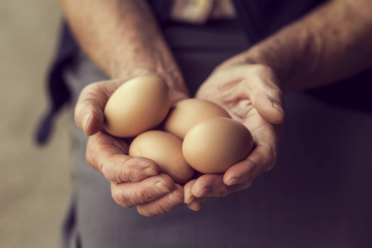 Le terroir, garant de qualité en alimentation biologique