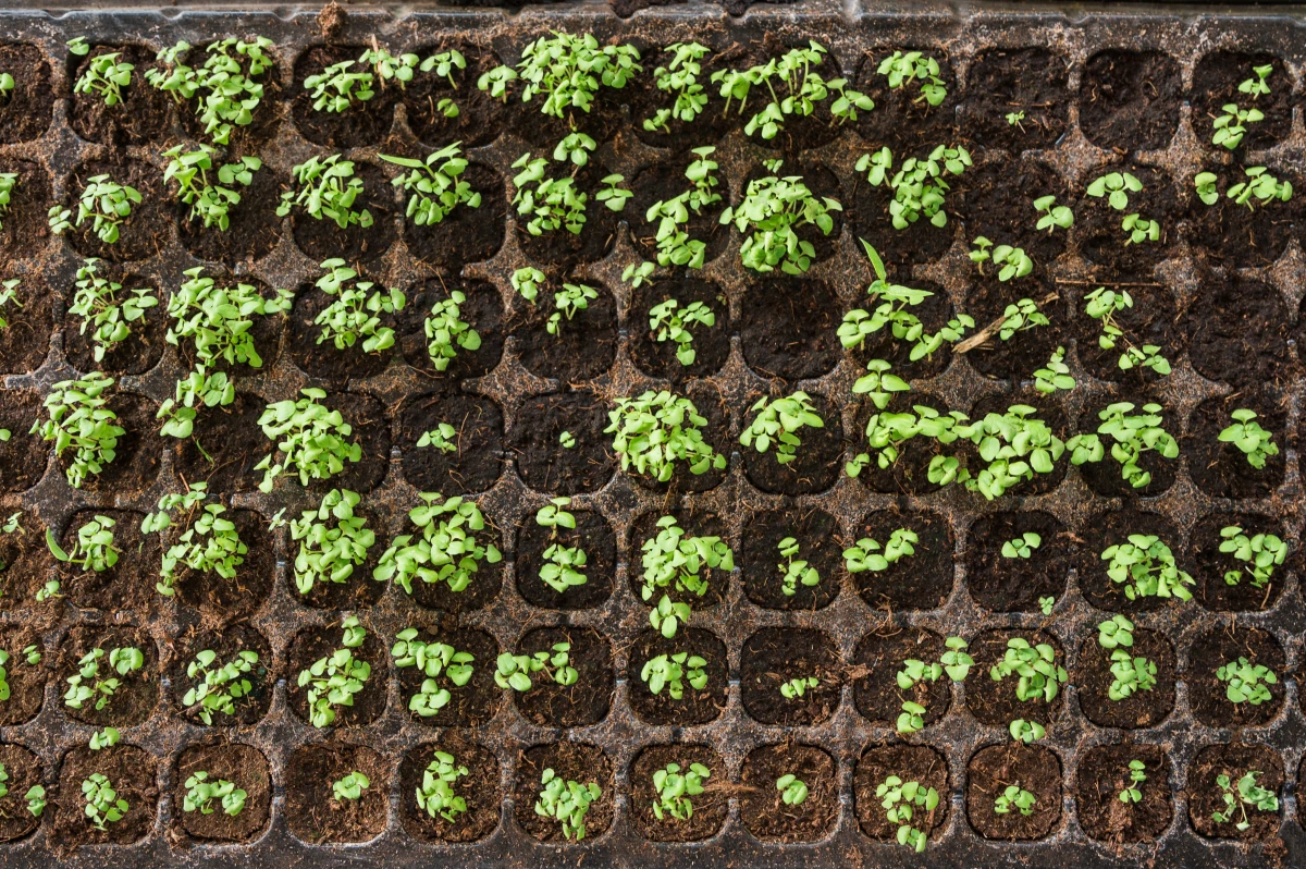 L'impact des sols sur la qualité des produits bio du terroir : un enjeu majeur pour notre alimentation