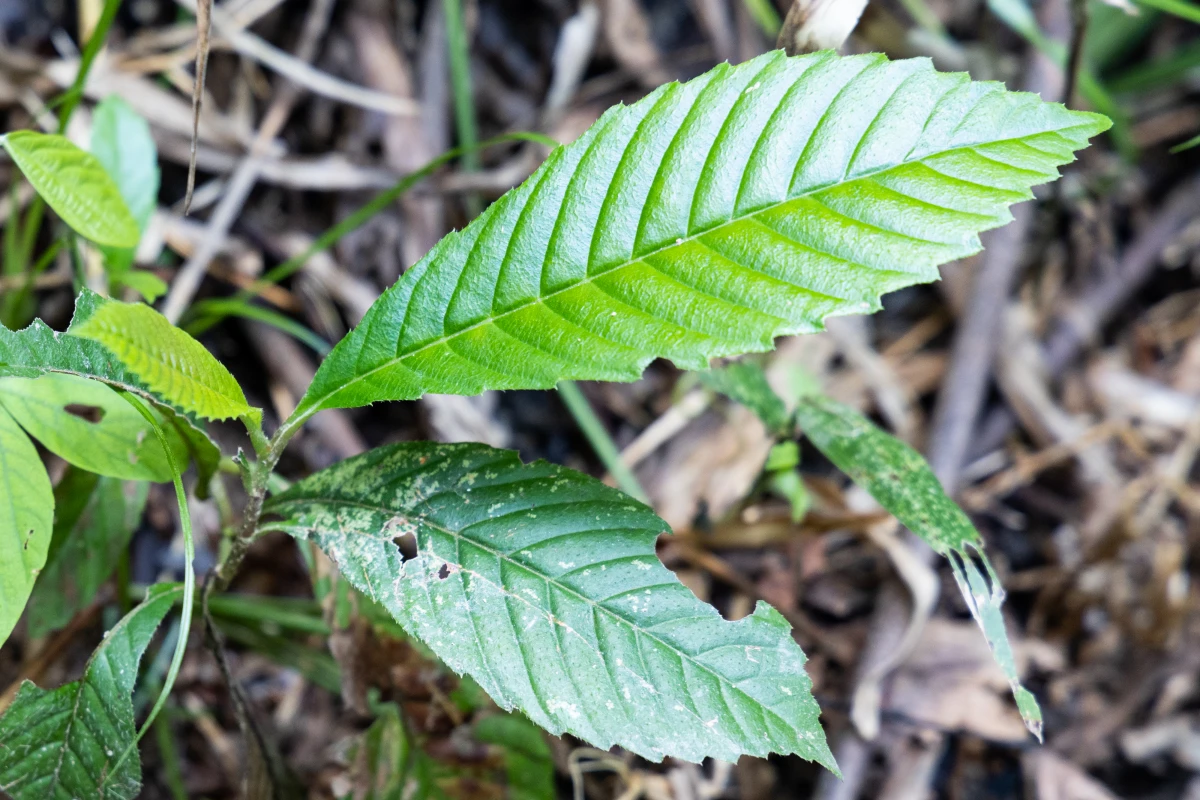 Terroir et plantes médicinales : la nature au service de notre alimentation