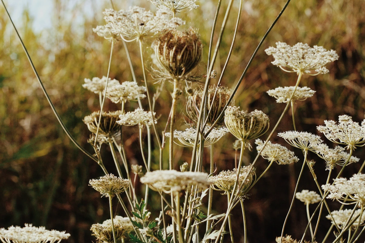 Terroir et plantes sauvages comestibles : une cuisine nature et santé
