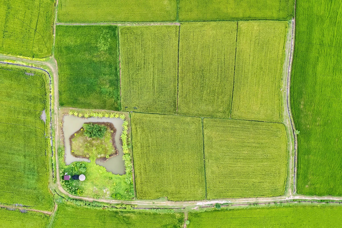 L'agroforesterie : une solution innovante pour une agriculture durable