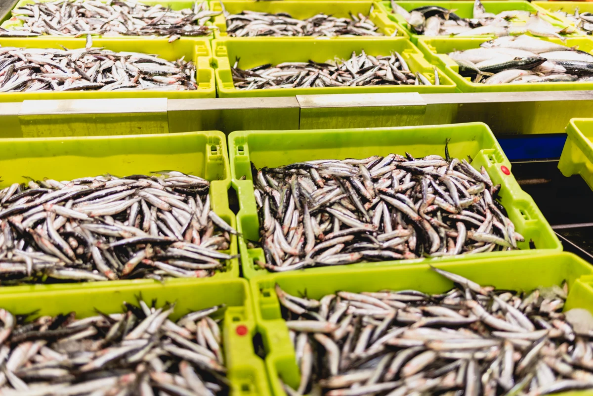 La pêche durable : un enjeu crucial pour la préservation des écosystèmes marins