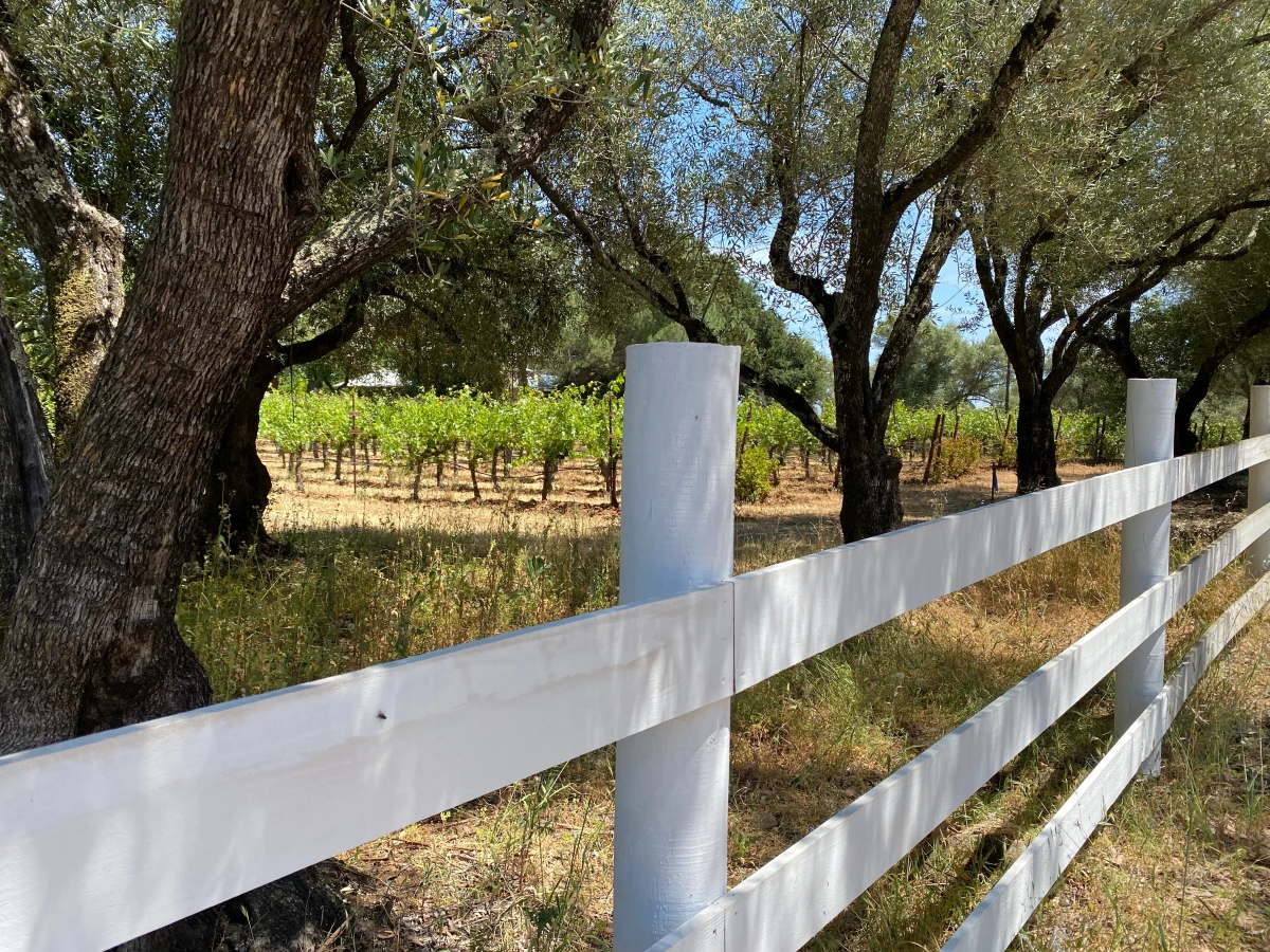 Terroirs viticoles en péril : l'impact des changements climatiques sur la vigne