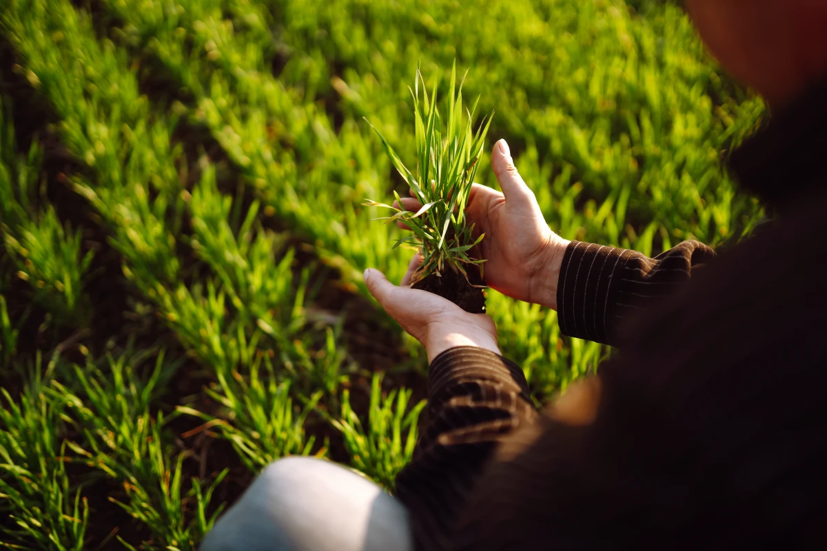Plantes médicinales et agriculture bio : une alliance naturelle pour un avenir durable