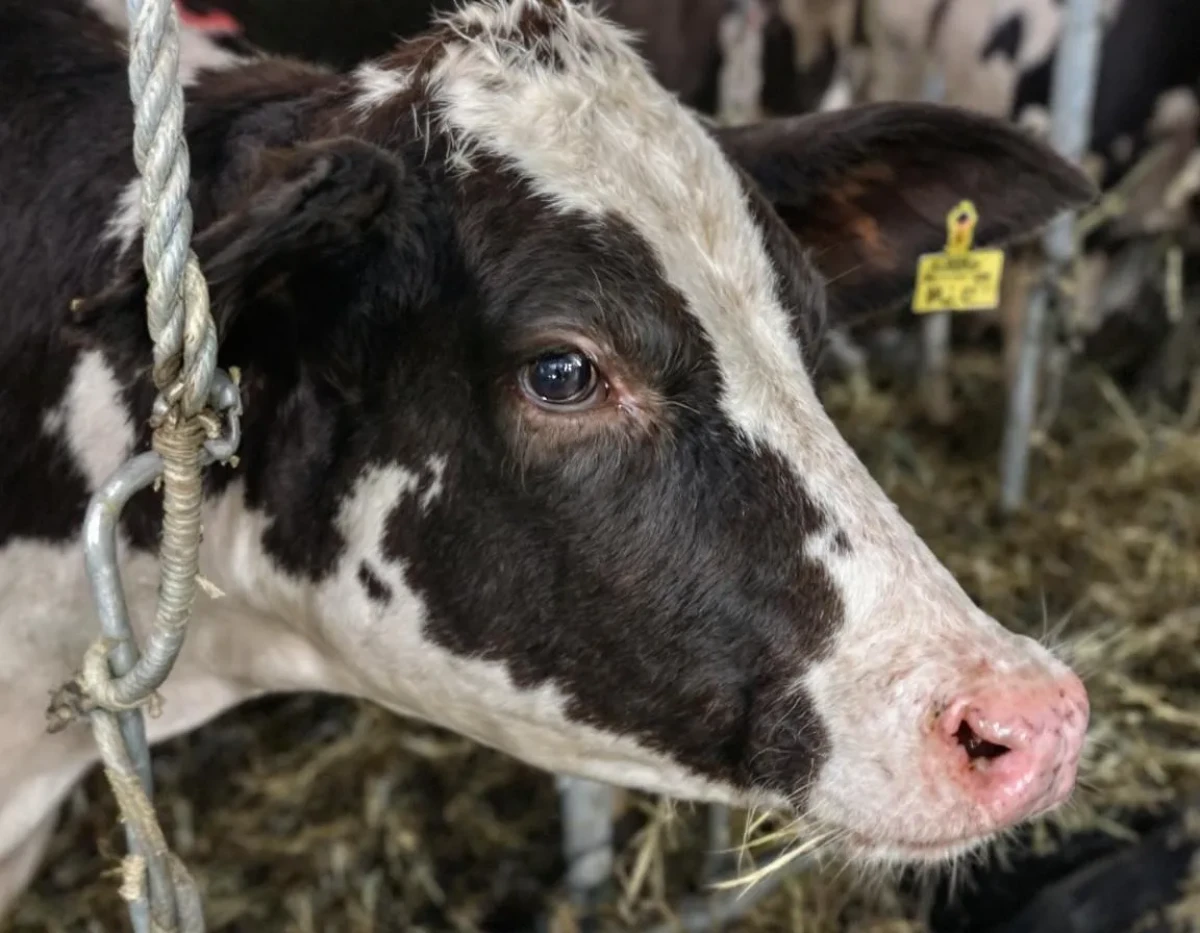 Élevage raisonné et qualité des protéines animales