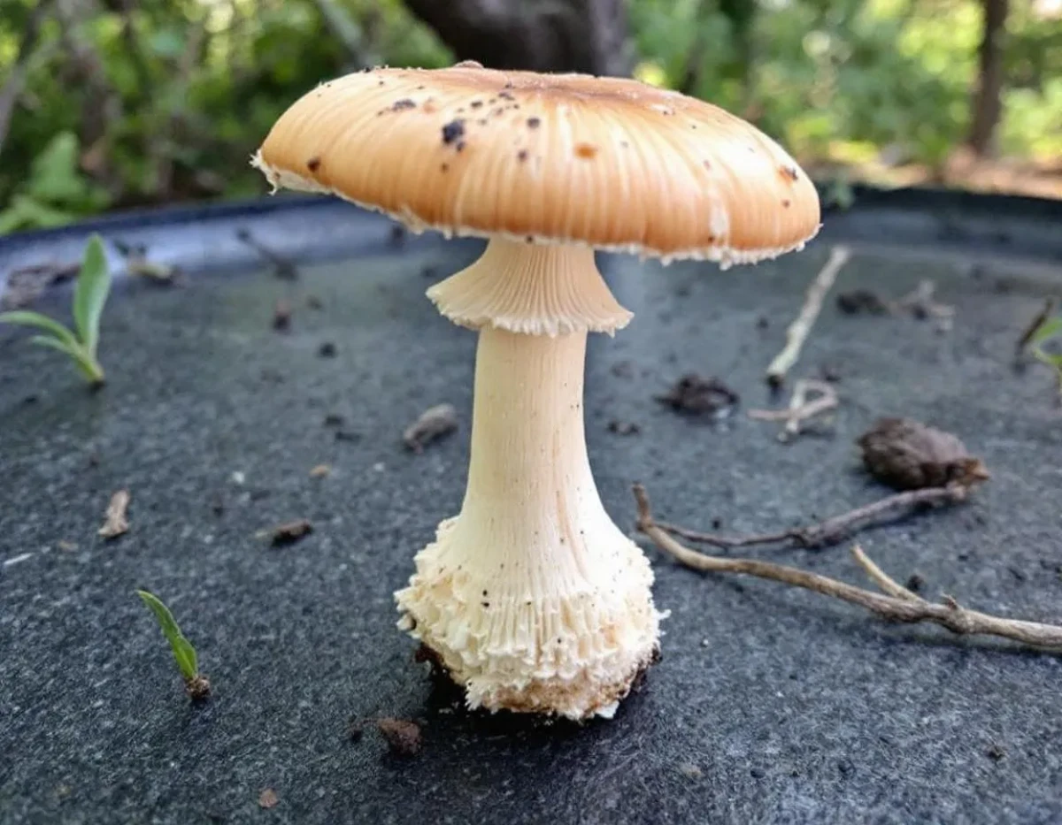 Les champignons du terroir : trésors nutritionnels